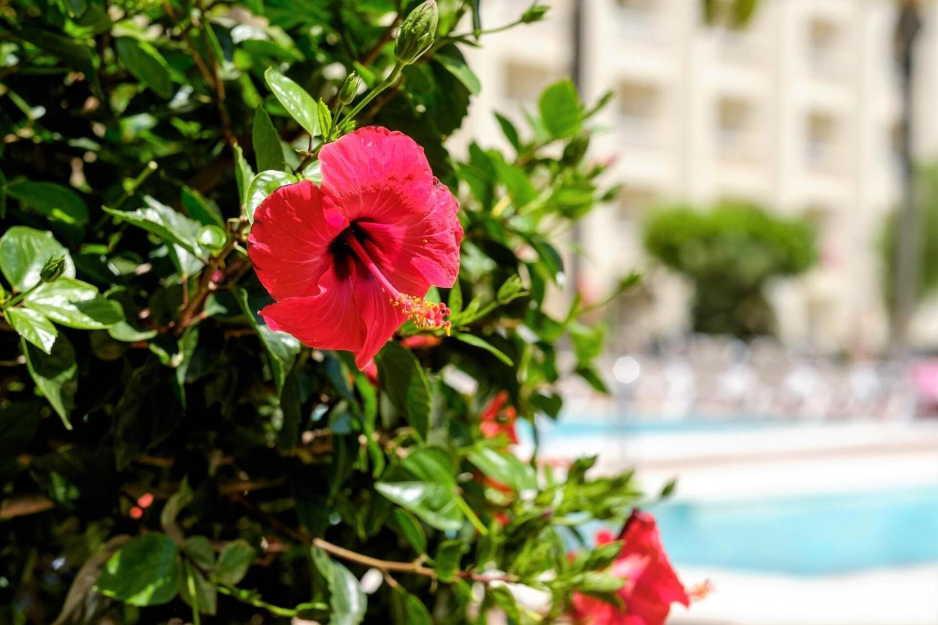 Hotel Moon Dreams Portomagno อากัวดุลเซ ภายนอก รูปภาพ